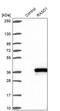 Dexamethasone-induced Ras-related protein 1 antibody, PA5-61617, Invitrogen Antibodies, Western Blot image 