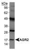 hAG-2 antibody, TA336716, Origene, Western Blot image 