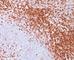 Sialophorin antibody, V2871IHC-7ML, NSJ Bioreagents, Immunohistochemistry frozen image 