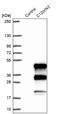 Chromosome 12 Open Reading Frame 43 antibody, NBP1-91713, Novus Biologicals, Western Blot image 