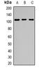 Epidermal growth factor receptor substrate 15-like 1 antibody, orb378048, Biorbyt, Western Blot image 