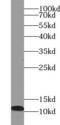 Caga antibody, FNab07564, FineTest, Western Blot image 