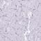 Homeobox protein ESX1 antibody, PA5-62526, Invitrogen Antibodies, Immunohistochemistry frozen image 