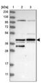 Probable rRNA-processing protein EBP2 antibody, PA5-55326, Invitrogen Antibodies, Western Blot image 