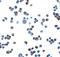 Retinoic Acid Early Transcript 1E antibody, GTX32159, GeneTex, Immunocytochemistry image 