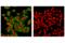 Mouse IgG antibody, 53484S, Cell Signaling Technology, Immunofluorescence image 