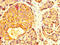 Myocilin antibody, CSB-PA859950LA01HU, Cusabio, Immunohistochemistry paraffin image 