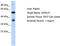 Spermatogenesis And Oogenesis Specific Basic Helix-Loop-Helix 1 antibody, TA332267, Origene, Western Blot image 
