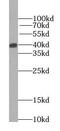 Alcohol dehydrogenase class-3 antibody, FNab03679, FineTest, Western Blot image 