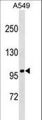 FA Complementation Group B antibody, LS-C159621, Lifespan Biosciences, Western Blot image 
