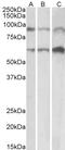 HIF3-alpha-1 antibody, 43-500, ProSci, Enzyme Linked Immunosorbent Assay image 