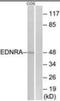 Endothelin Receptor Type A antibody, orb96259, Biorbyt, Western Blot image 