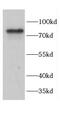 Calpain-1 catalytic subunit antibody, FNab01211, FineTest, Western Blot image 