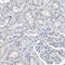 Importin 8 antibody, HPA018439, Atlas Antibodies, Immunohistochemistry frozen image 
