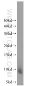 C-X-C Motif Chemokine Ligand 13 antibody, 10927-1-AP, Proteintech Group, Western Blot image 