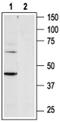 Pyrimidinergic Receptor P2Y6 antibody, PA5-77670, Invitrogen Antibodies, Western Blot image 