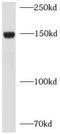Leptin Receptor antibody, FNab04751, FineTest, Western Blot image 