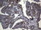 Cathepsin L1 antibody, LS-C792032, Lifespan Biosciences, Immunohistochemistry paraffin image 