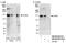 Anillin antibody, NB100-68216, Novus Biologicals, Western Blot image 