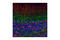 GFAP antibody, 3656S, Cell Signaling Technology, Immunofluorescence image 