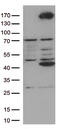 Ret Proto-Oncogene antibody, TA805745S, Origene, Western Blot image 