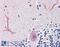 Forkhead Box C1 antibody, 45-603, ProSci, Immunohistochemistry frozen image 