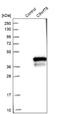 Chromosome 9 Open Reading Frame 78 antibody, NBP1-83169, Novus Biologicals, Western Blot image 