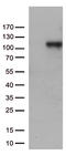 Complement C6 antibody, CF812708, Origene, Western Blot image 