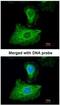 Glutathione Peroxidase 1 antibody, NBP1-33620, Novus Biologicals, Immunofluorescence image 