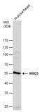 NMD3 Ribosome Export Adaptor antibody, GTX130480, GeneTex, Western Blot image 