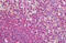 Erk1 antibody, MBS243725, MyBioSource, Immunohistochemistry frozen image 