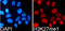 Histone Cluster 3 H3 antibody, GTX54104, GeneTex, Immunocytochemistry image 