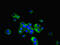 Leucine-rich repeat neuronal protein 3 antibody, CSB-PA880968LA01HU, Cusabio, Immunofluorescence image 