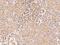 Galactosamine (N-Acetyl)-6-Sulfatase antibody, 207775-T08, Sino Biological, Immunohistochemistry frozen image 