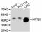 Keratin 20 antibody, abx125356, Abbexa, Western Blot image 