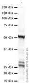 Cytochrome P450 Family 3 Subfamily A Member 4 antibody, ab3572, Abcam, Western Blot image 