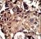 Protein kinase C and casein kinase substrate in neurons protein 1 antibody, LS-C101181, Lifespan Biosciences, Immunohistochemistry paraffin image 