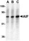 Connector enhancer of kinase suppressor of ras 1 antibody, MBS150089, MyBioSource, Western Blot image 