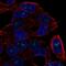 Intestinal Cell Kinase antibody, NBP2-68573, Novus Biologicals, Immunofluorescence image 