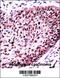 SF3b155 antibody, 57-247, ProSci, Immunohistochemistry paraffin image 