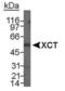 Cystine/glutamate transporter antibody, PA1-16775, Invitrogen Antibodies, Western Blot image 