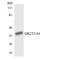 Olfactory Receptor Family 2 Subfamily T Member 3 antibody, LS-C200345, Lifespan Biosciences, Western Blot image 