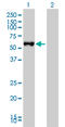 Fibroleukin antibody, LS-C105107, Lifespan Biosciences, Western Blot image 