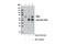 Nuclear Respiratory Factor 1 antibody, 12381S, Cell Signaling Technology, Immunoprecipitation image 