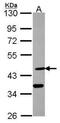 Desert hedgehog protein antibody, NBP2-42834, Novus Biologicals, Western Blot image 