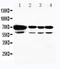 Heat Shock Protein Family A (Hsp70) Member 2 antibody, PA5-79407, Invitrogen Antibodies, Western Blot image 