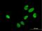 HIRA Interacting Protein 3 antibody, H00008479-B01P, Novus Biologicals, Immunocytochemistry image 