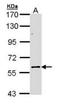 Elongator Acetyltransferase Complex Subunit 3 antibody, orb89998, Biorbyt, Western Blot image 