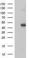 Serine Protease 50 antibody, TA590243, Origene, Western Blot image 