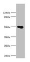 Protein Arginine Methyltransferase 2 antibody, LS-C376405, Lifespan Biosciences, Western Blot image 